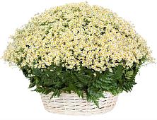 Цветочная композиция из Ромашки в корзине #REPLACE_PRED# Родниковской